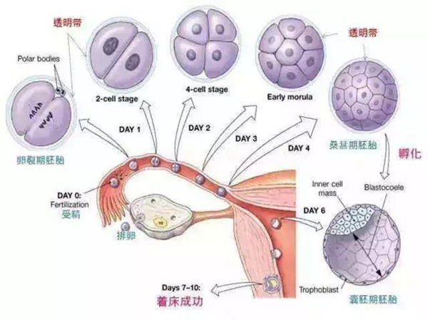 捐卵过程中多久来月经